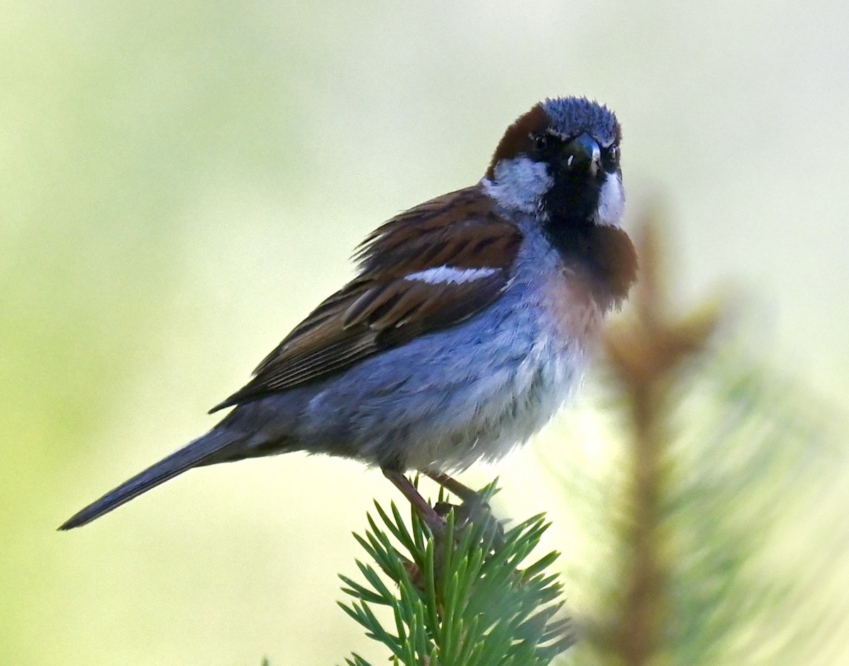 House Sparrow - ML620190622