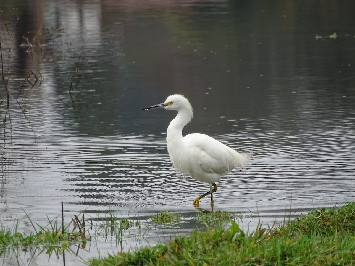 Snowy Egret - ML620190626