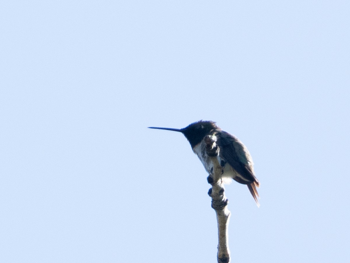 Black-chinned Hummingbird - ML620190627
