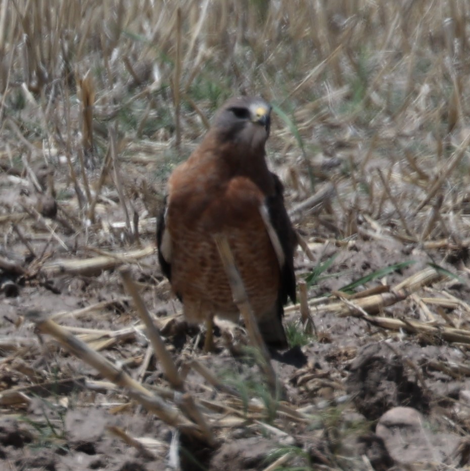 Swainson's Hawk - ML620190638