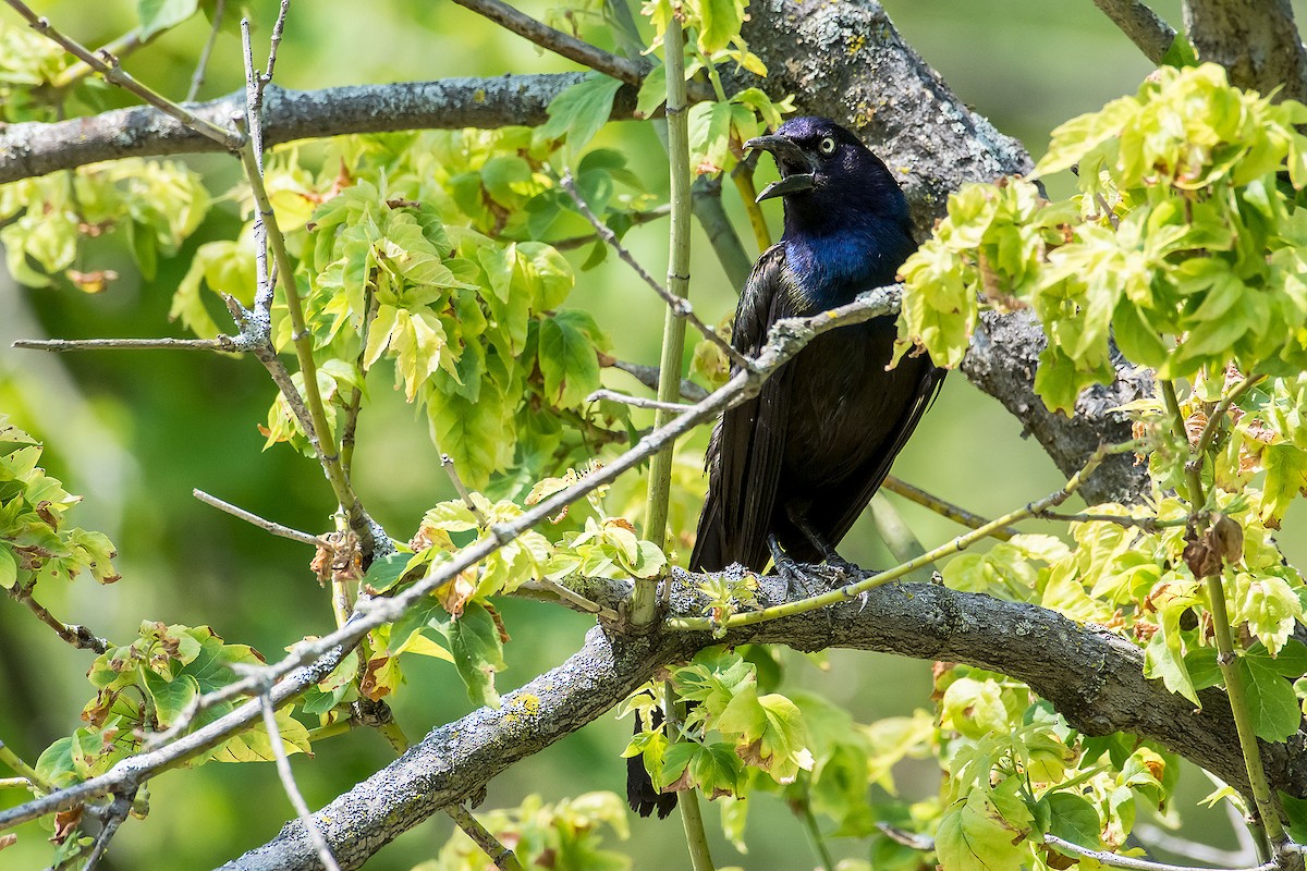 Common Grackle - ML620190640