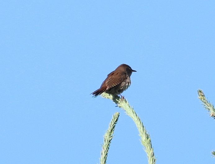 House Wren - ML620190643