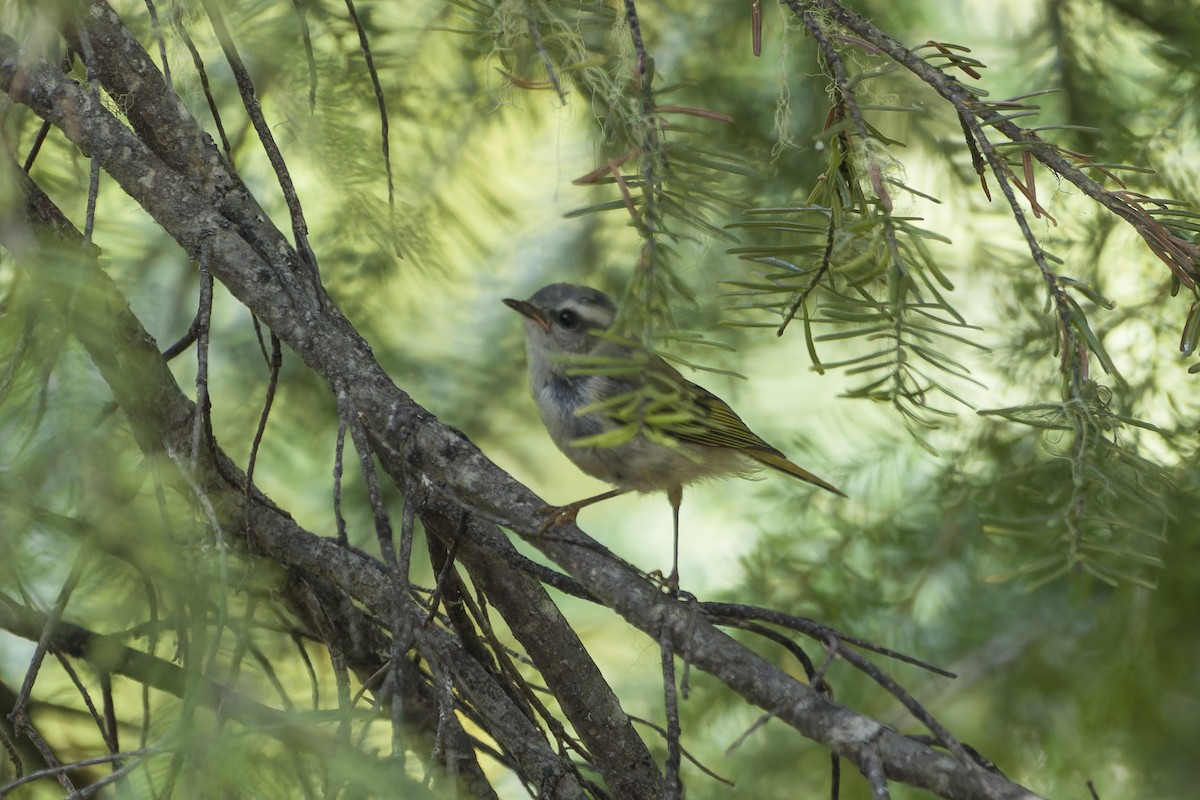 Golden-crowned Kinglet - ML620190644