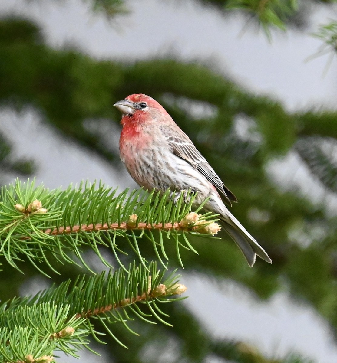 House Finch - ML620190651