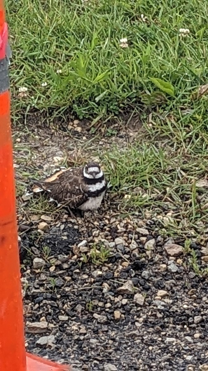 Killdeer - ML620190655