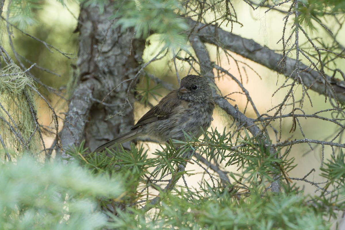 Dark-eyed Junco - ML620190664