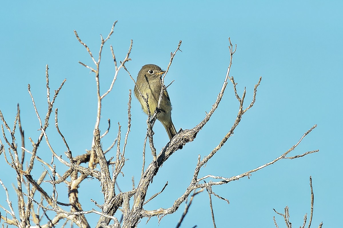 Western Flycatcher (Cordilleran) - ML620190681