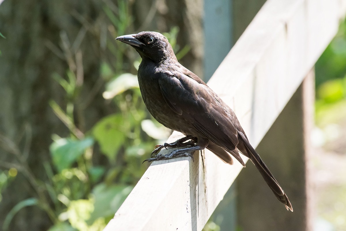 Common Grackle - ML620190685