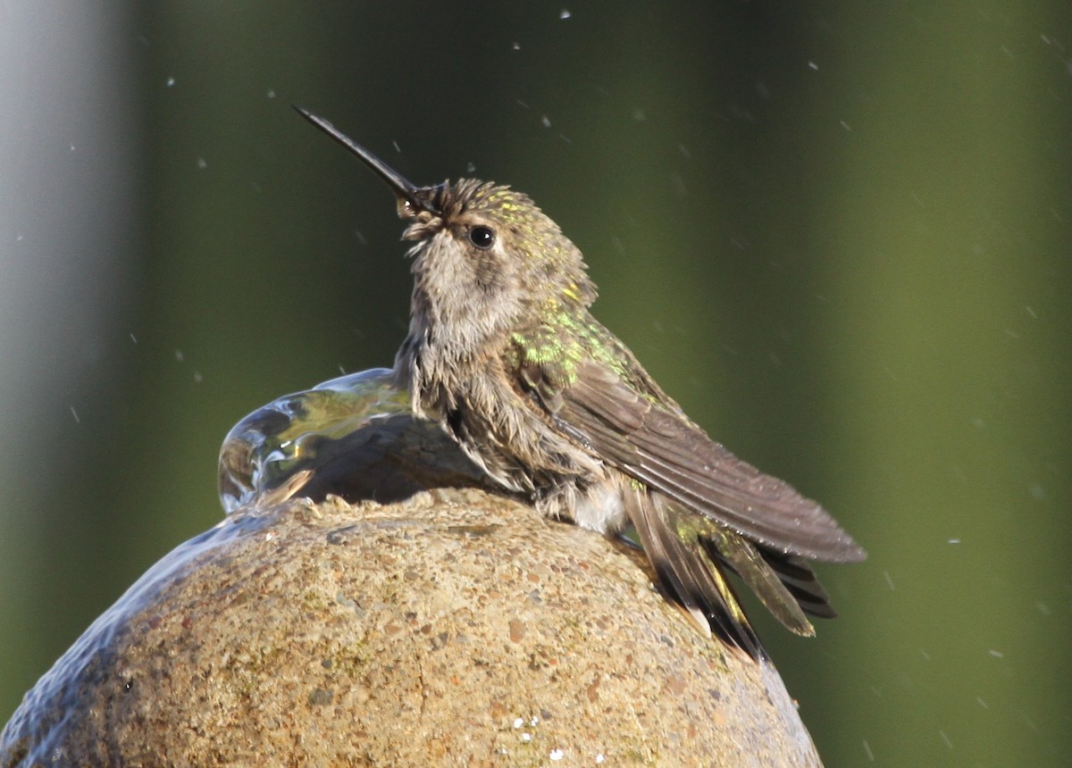 tanımsız Trochilidae sp. - ML620190687