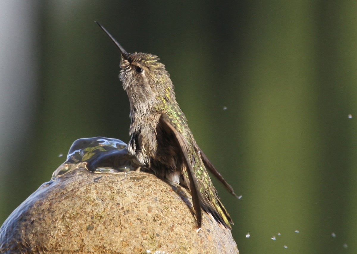 hummingbird sp. - ML620190688