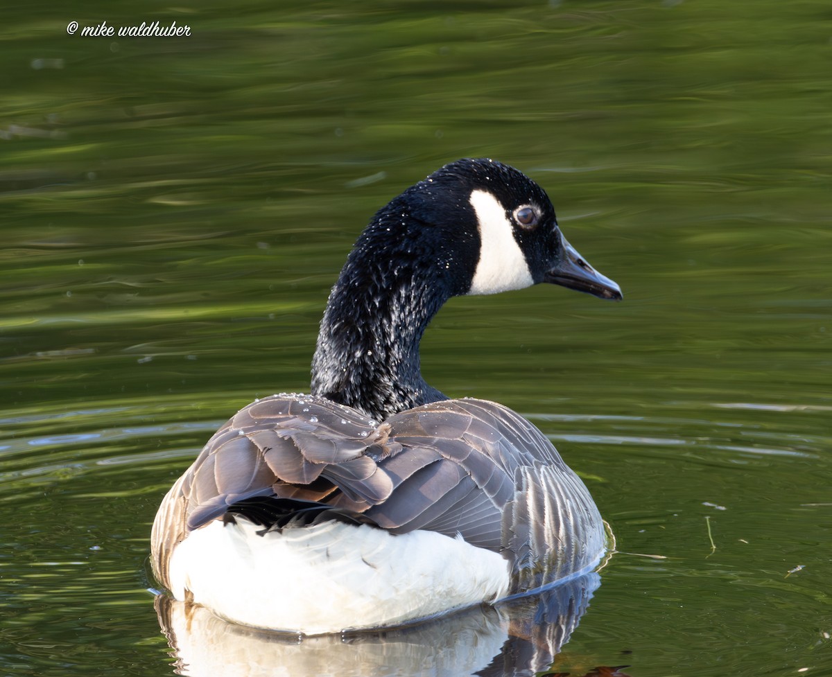 Canada Goose - Mike Waldhuber