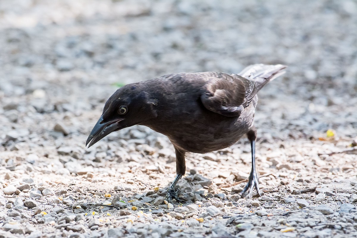 Common Grackle - ML620190692