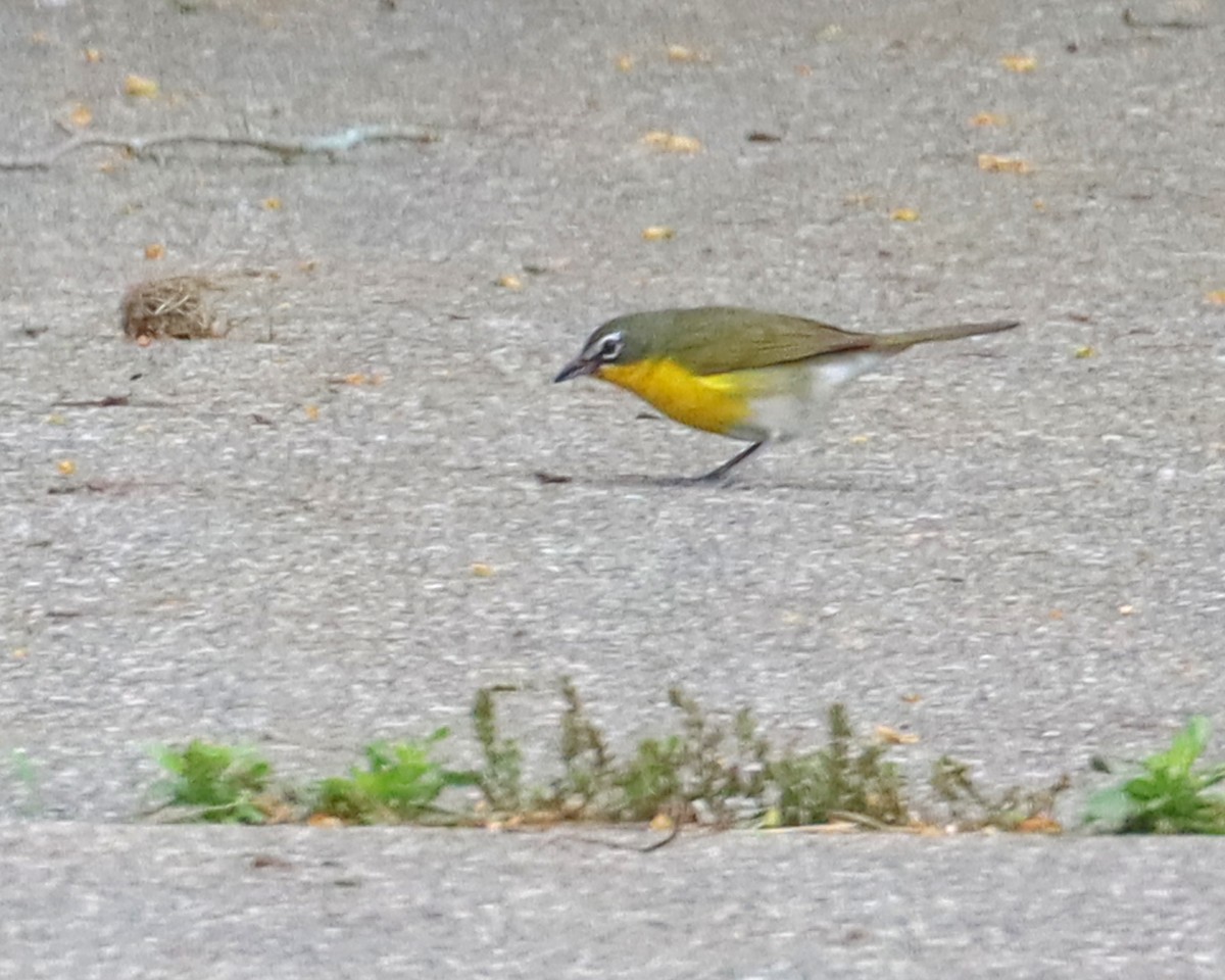 Yellow-breasted Chat - ML620190707