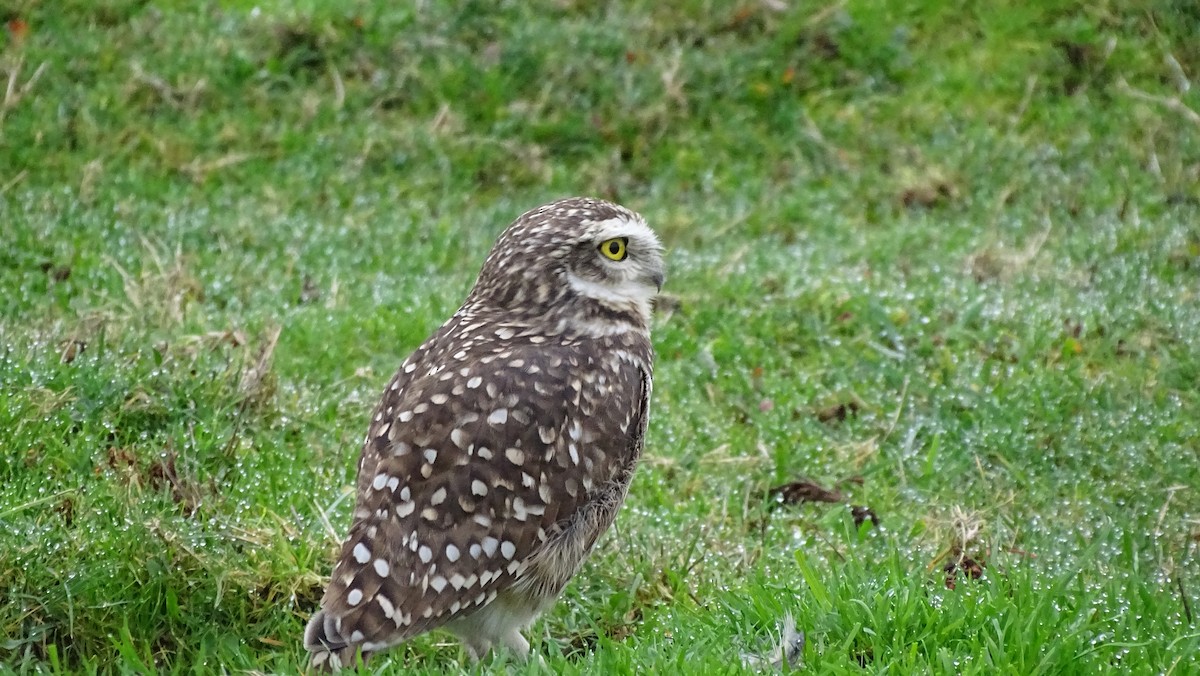 Burrowing Owl - ML620190709