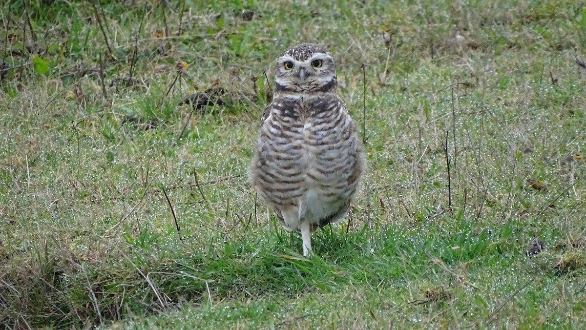 Burrowing Owl - ML620190711