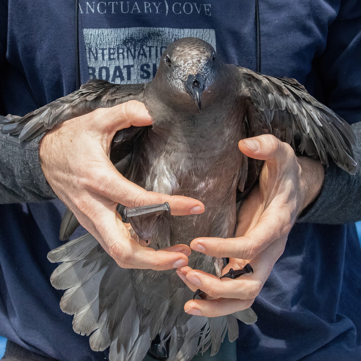 Petrel de Solander - ML620190713