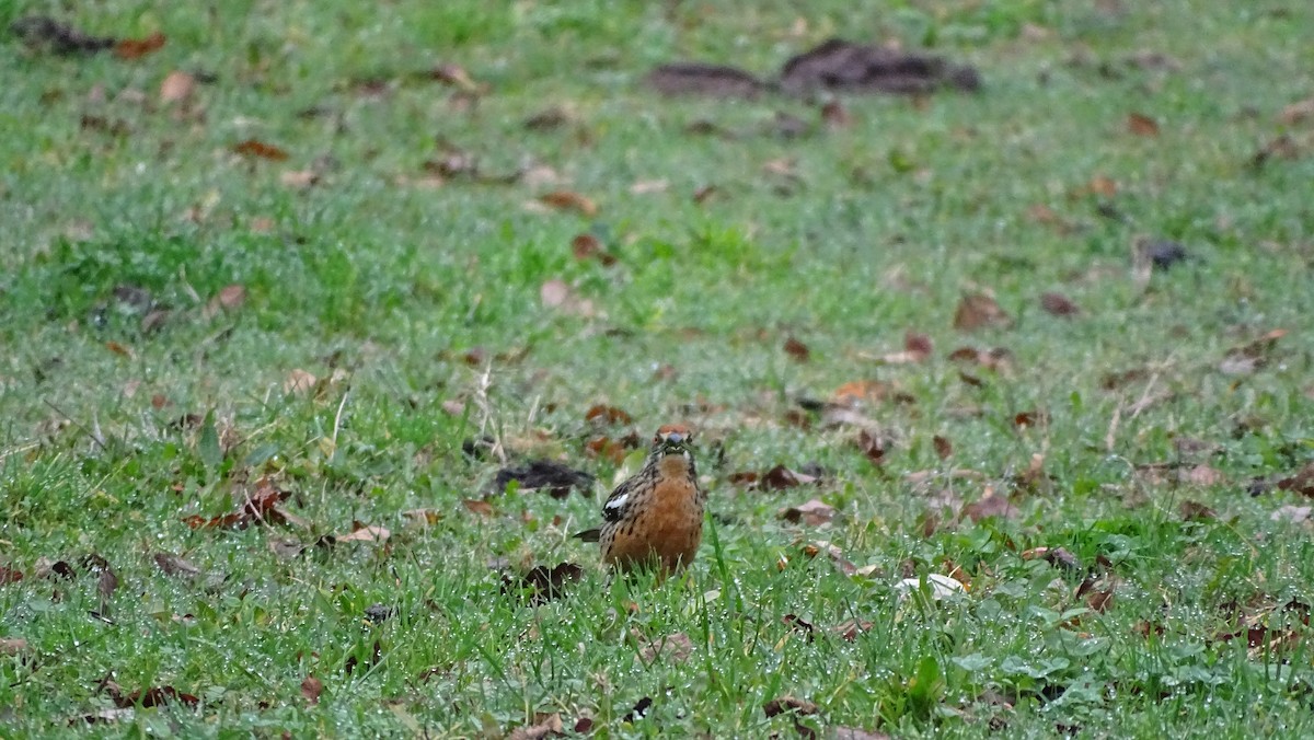 Rufous-tailed Plantcutter - ML620190717