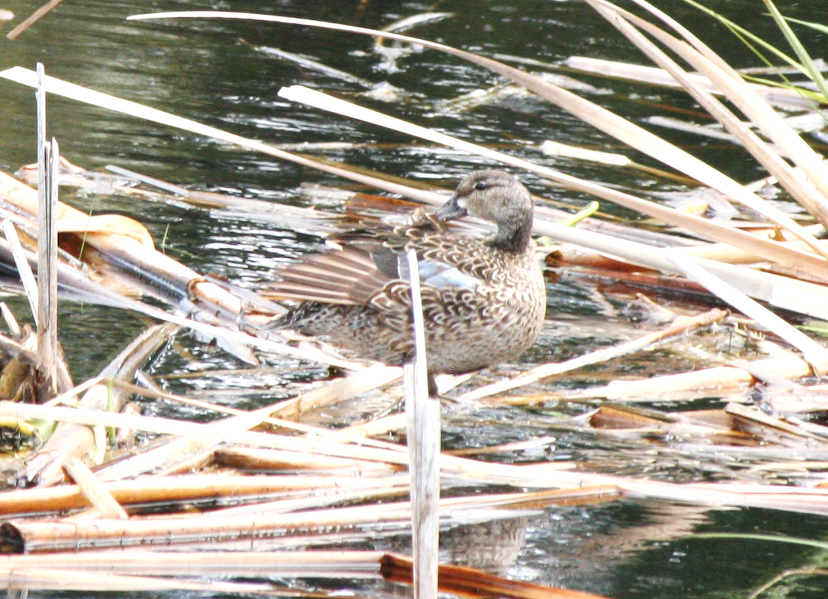 Blue-winged Teal - ML620190719