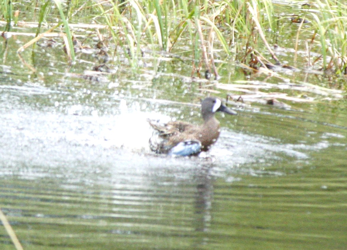 Blue-winged Teal - ML620190721