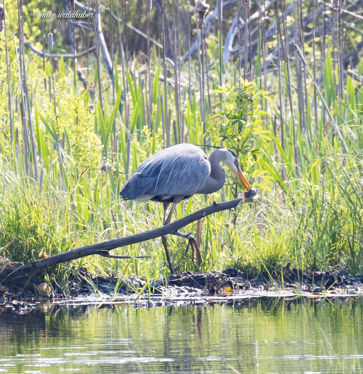 Garza Azulada - ML620190727