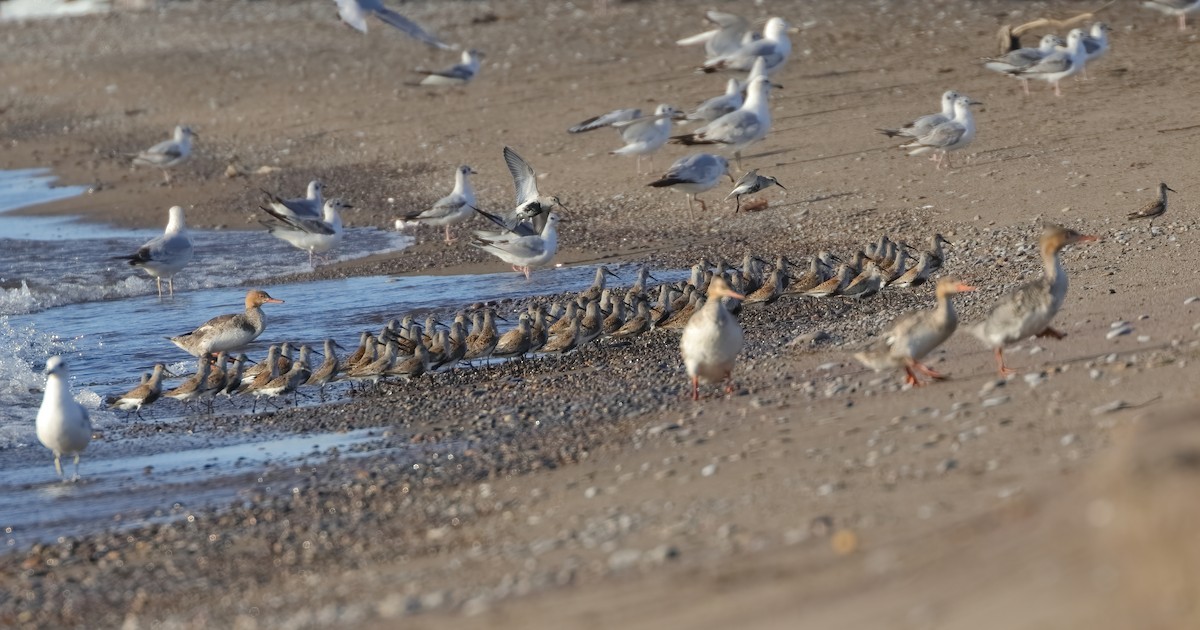 Dunlin - ML620190732