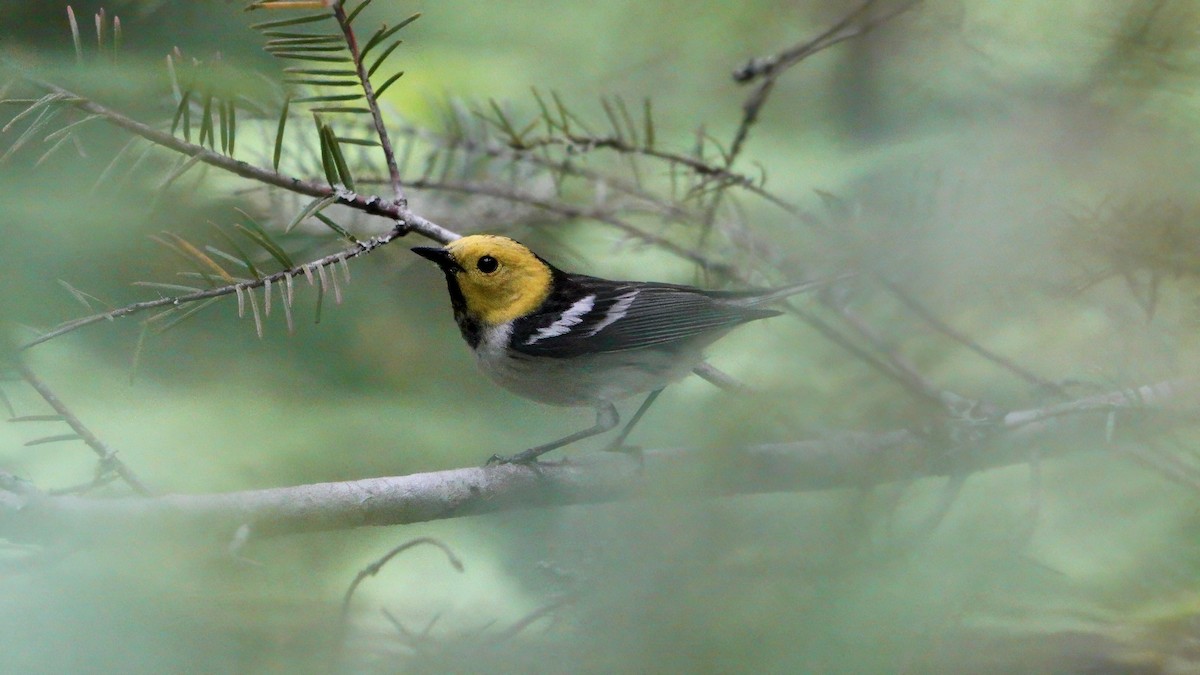 Hermit Warbler - ML620190753