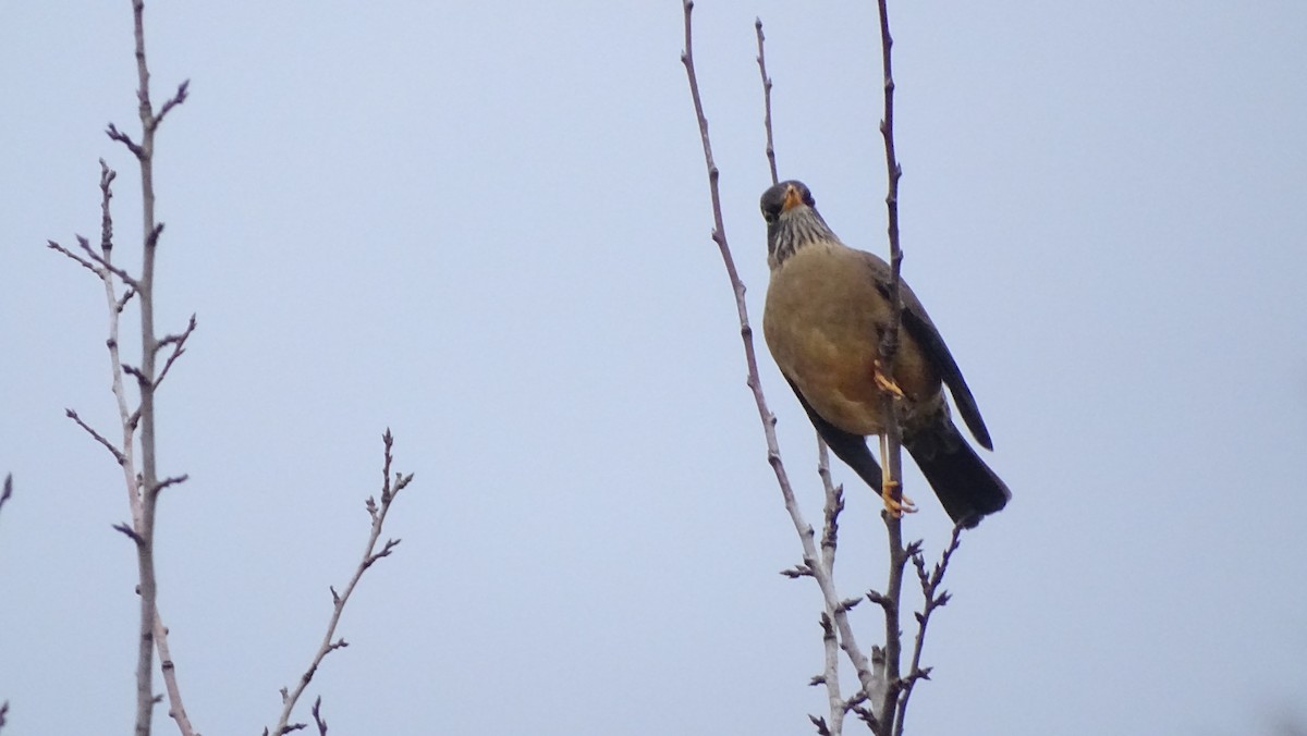 Zorzal Patagón - ML620190756