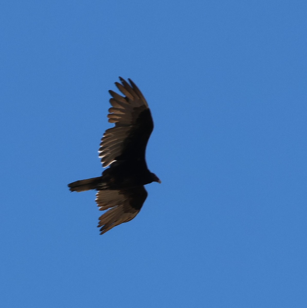 Turkey Vulture - ML620190758