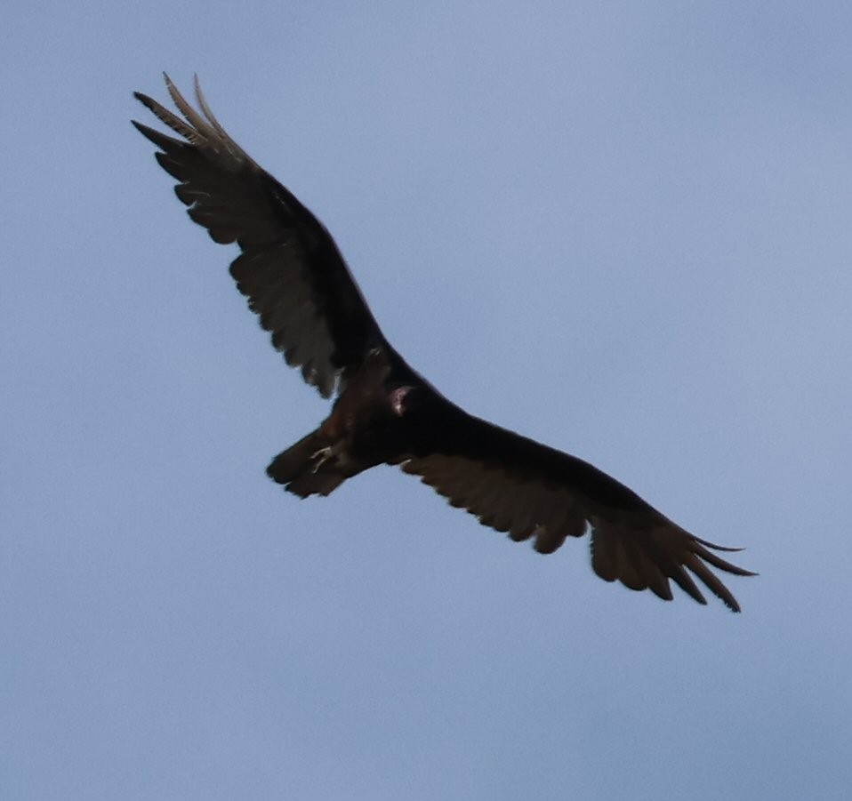 Turkey Vulture - ML620190759