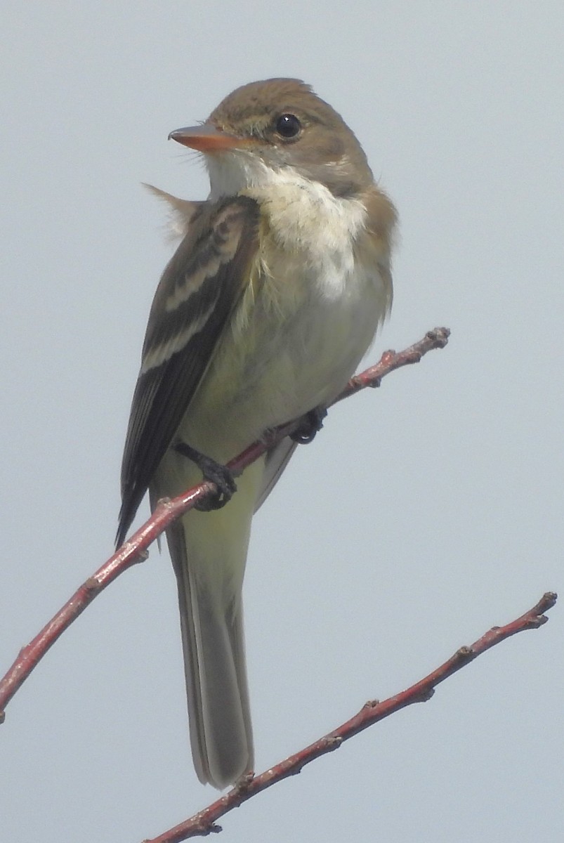 Willow Flycatcher - ML620190772