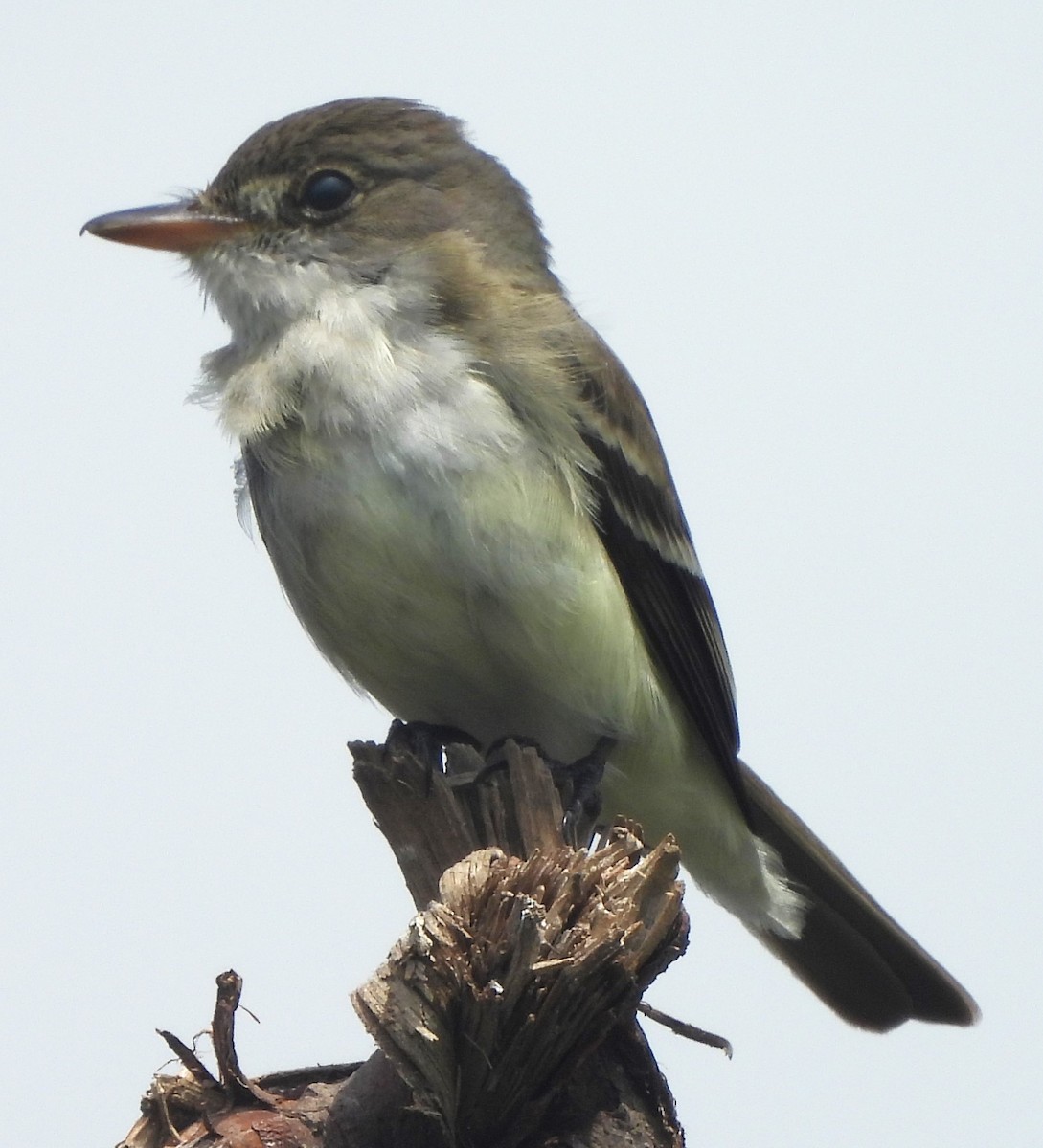 Willow Flycatcher - ML620190775