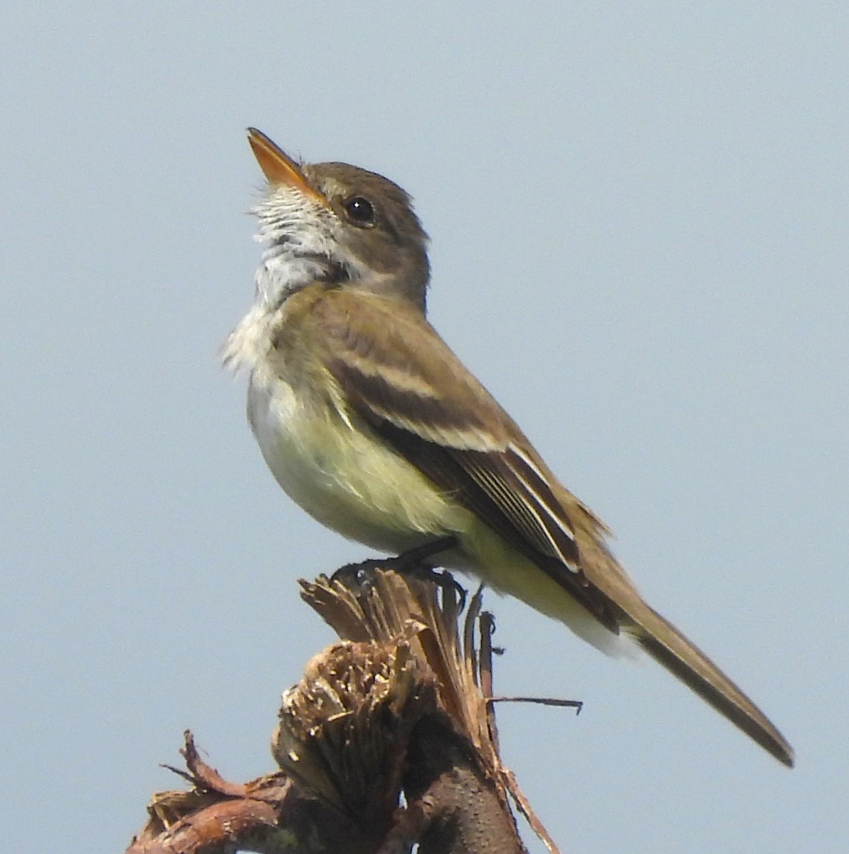 Willow Flycatcher - ML620190781