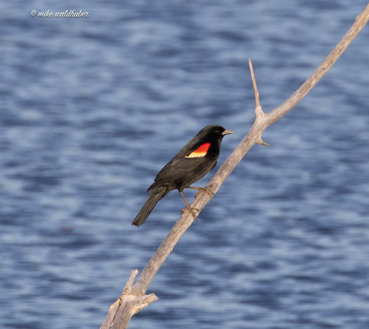 Red-winged Blackbird - ML620190784