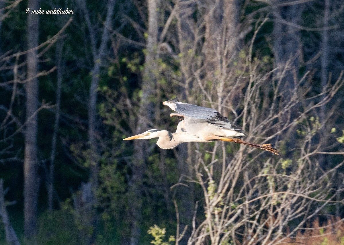 Garza Azulada - ML620190789