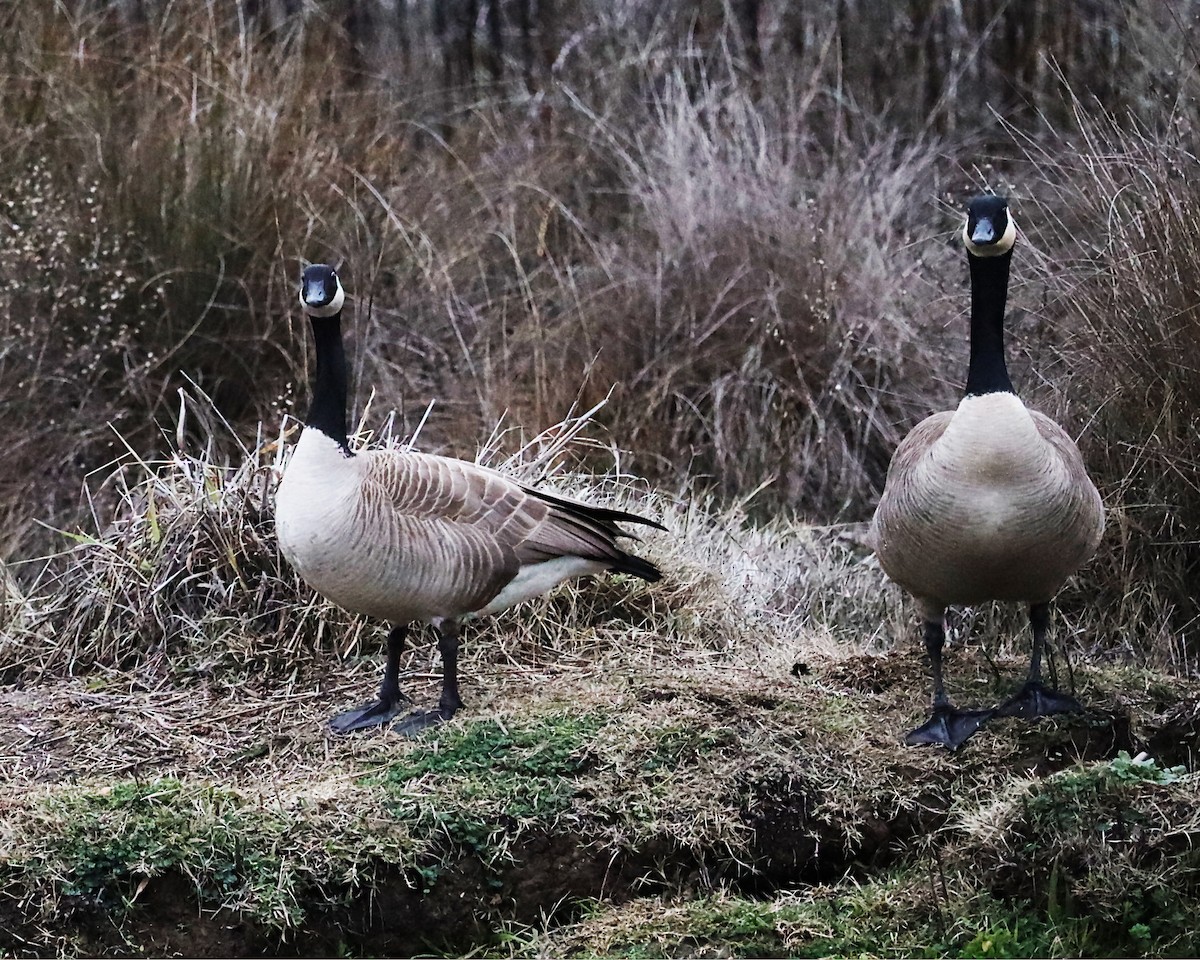 Canada Goose - ML620190790