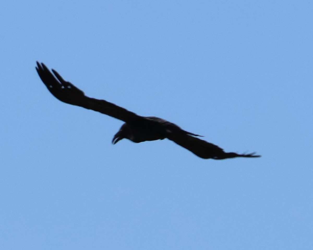 American Crow - ML620190794