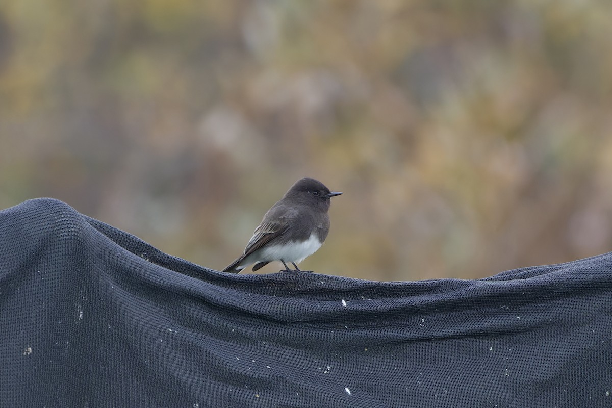 Black Phoebe - ML620190798