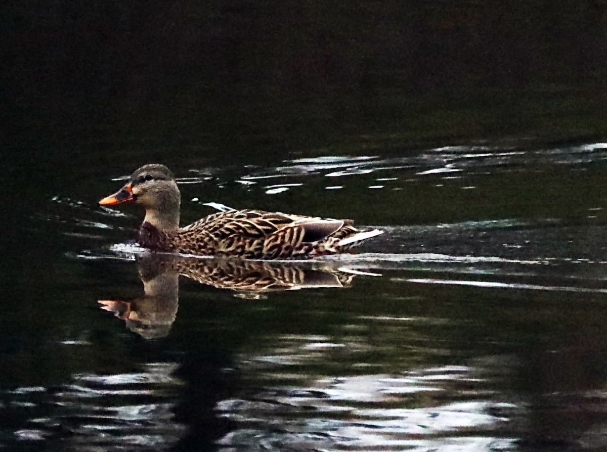 Canard colvert - ML620190802