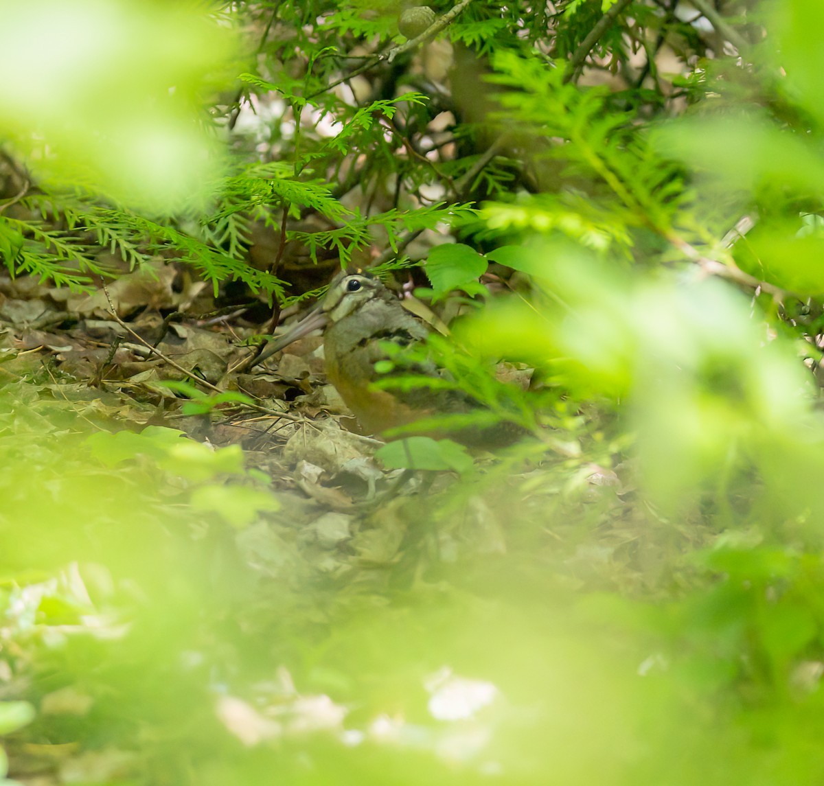 American Woodcock - ML620190809