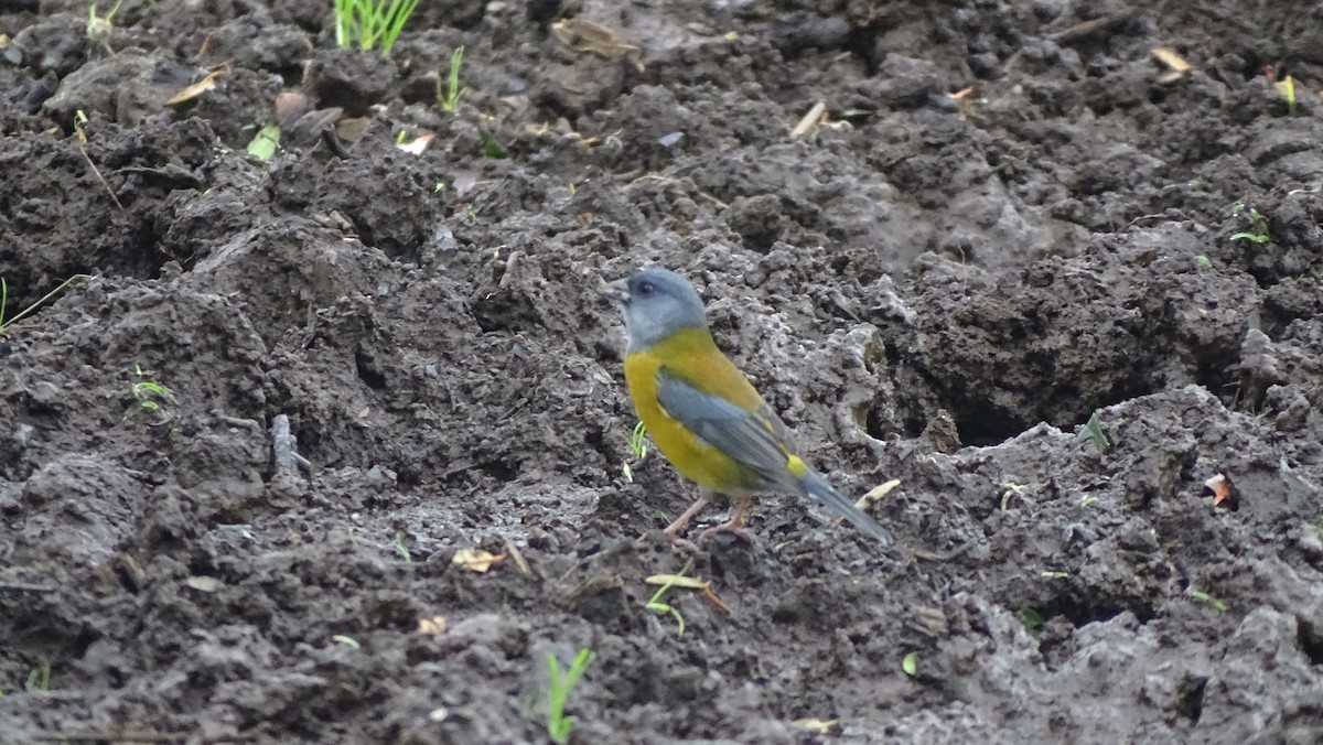 Patagonian Sierra Finch - ML620190816