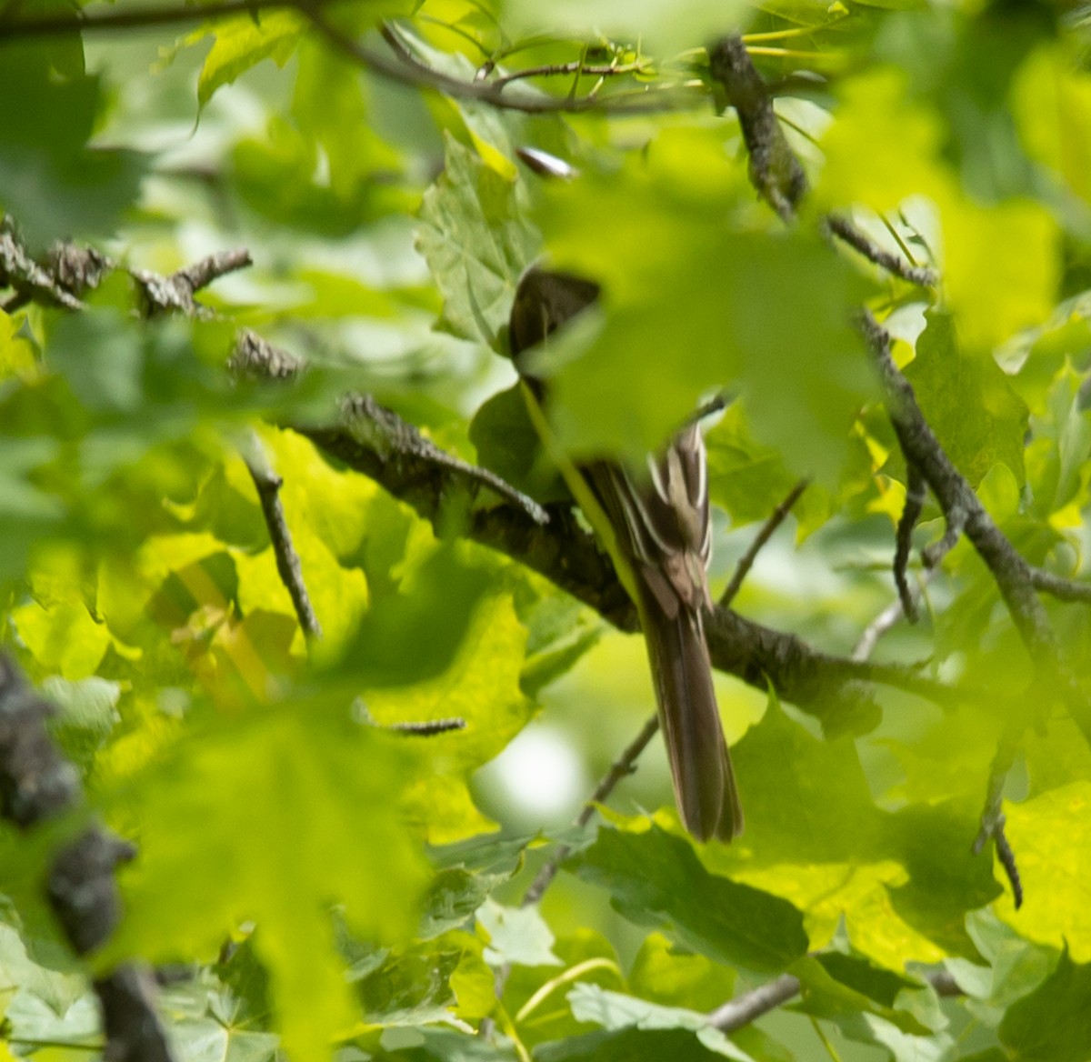Great Crested Flycatcher - ML620190817