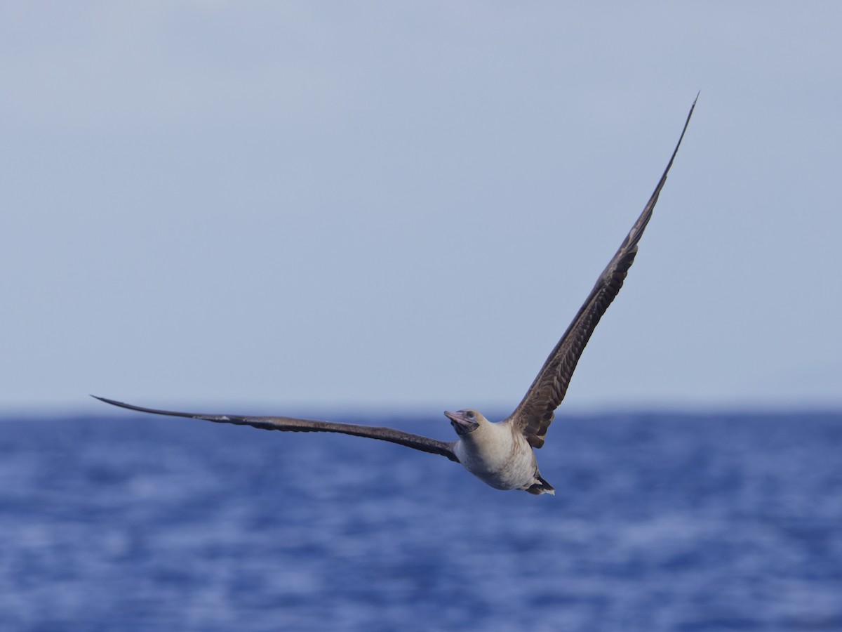 Fou à pieds rouges - ML620190827