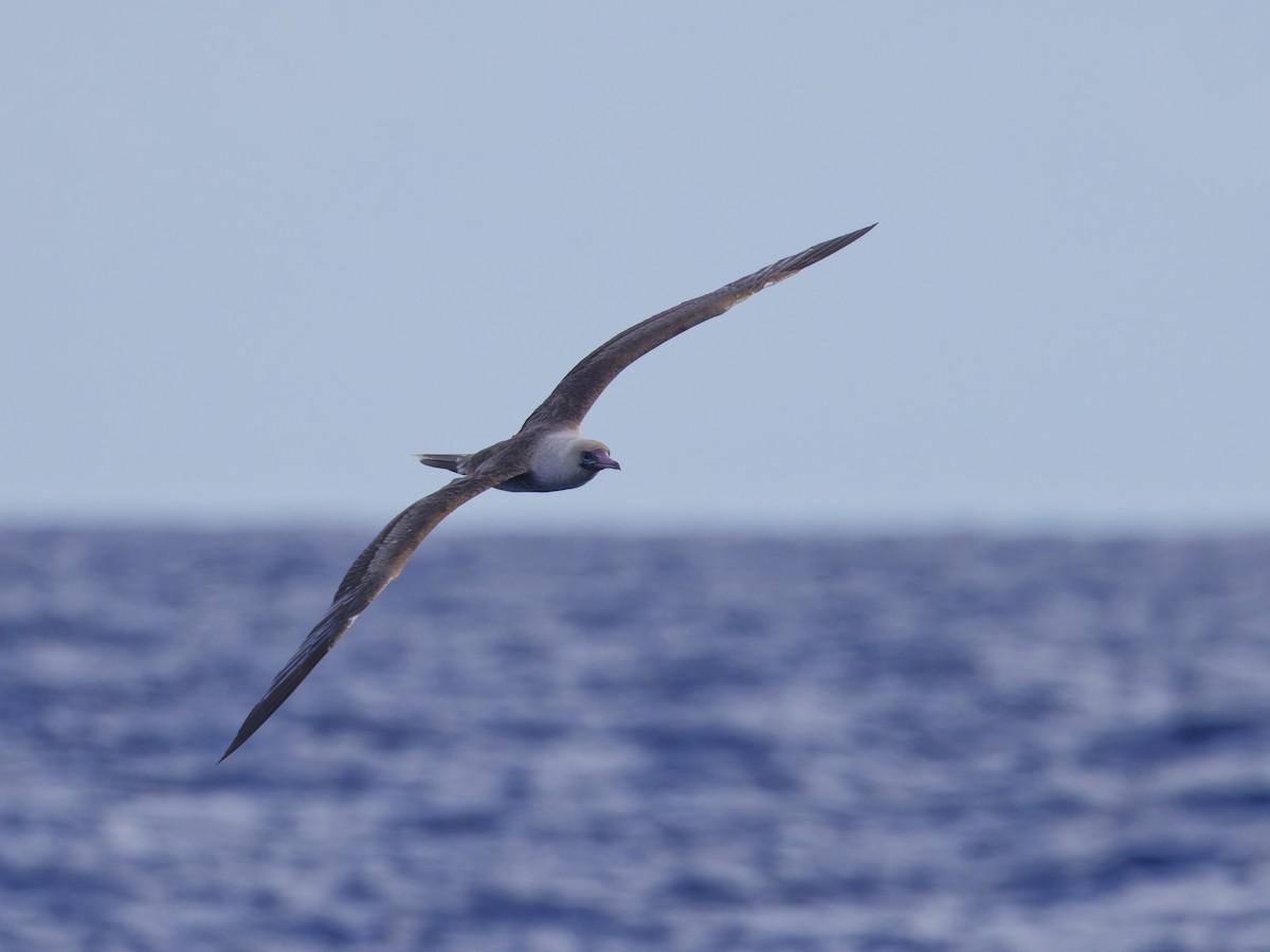 Red-footed Booby - ML620190828