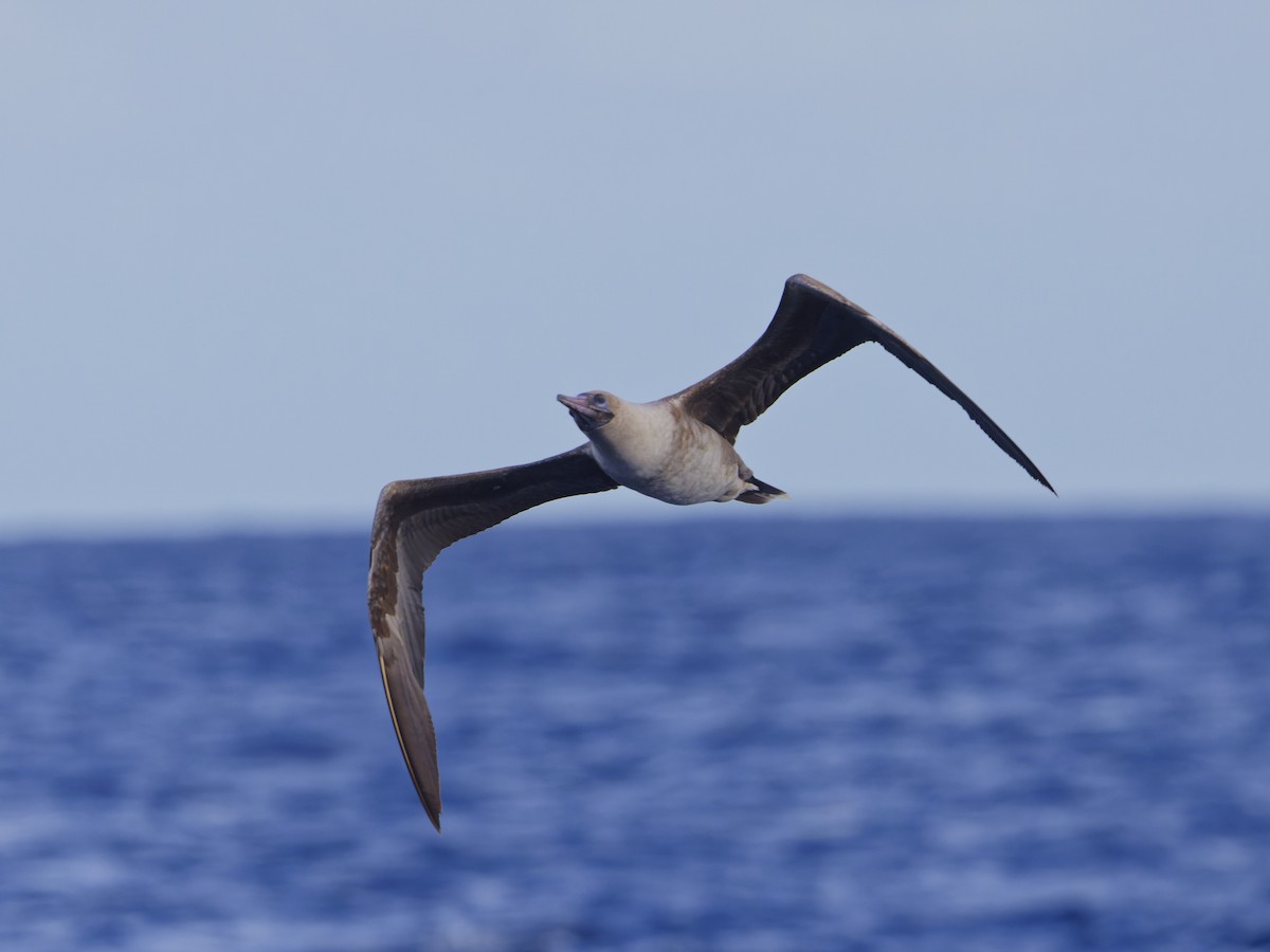 Fou à pieds rouges - ML620190829