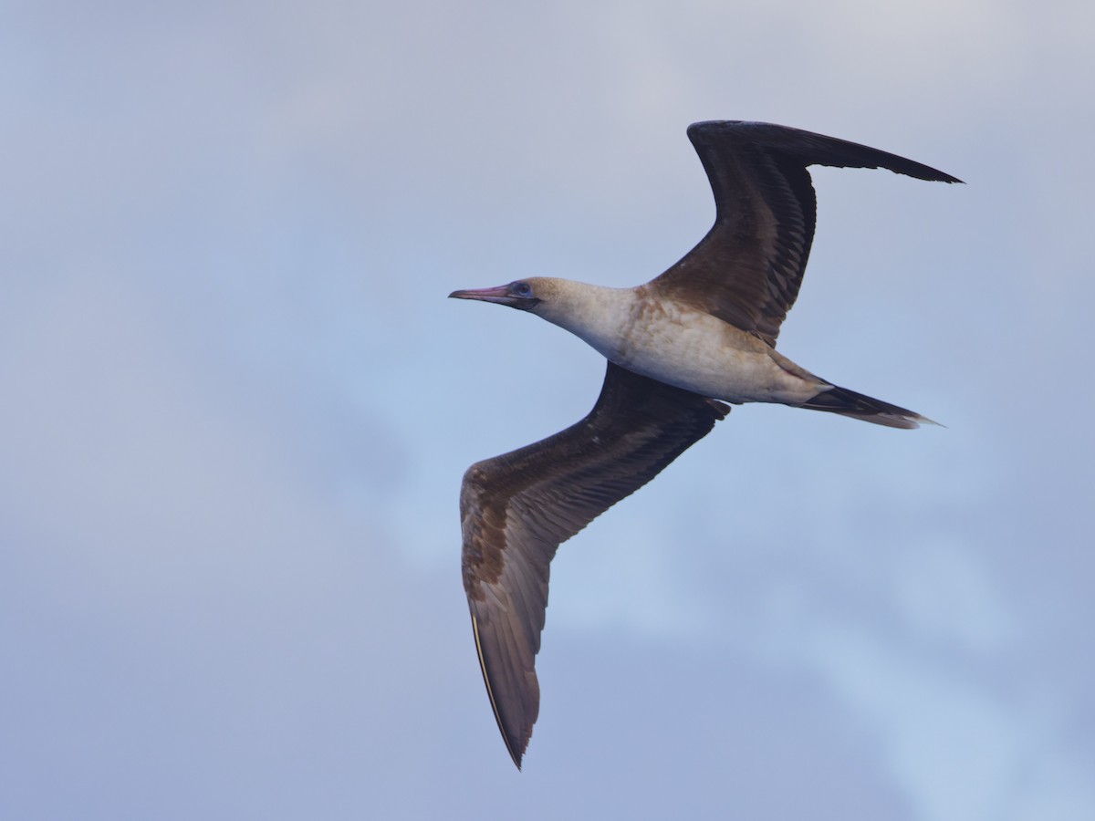 Red-footed Booby - ML620190830