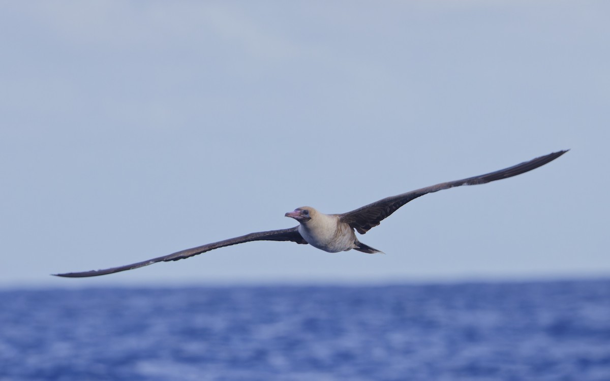 Red-footed Booby - ML620190831