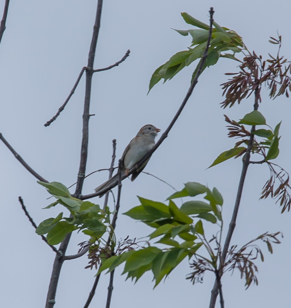 Field Sparrow - ML620190839