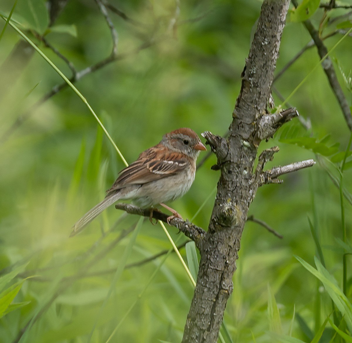 Field Sparrow - ML620190840