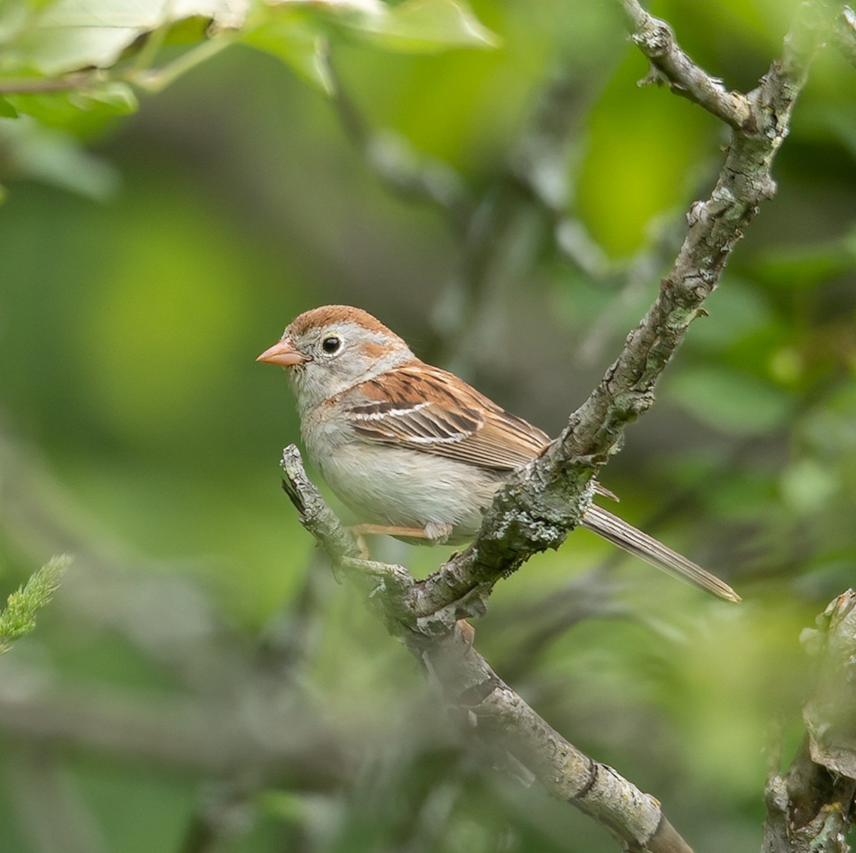 Field Sparrow - ML620190841