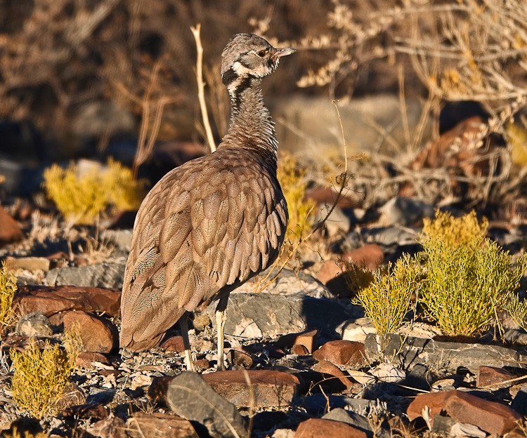 Rüppell's Bustard - ML620190843